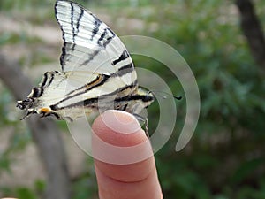 Scarce swallowtail / Iphiclides podalirius / ÃÂ¥ÃÂ²ÃÂ¾ÃÂÃâÃÂ¾ÃÂ½ÃÂ¾ÃÂÃÂµÃâ  ÃÂ¿ÃÂ¾ÃÂ´ÃÂ°ÃÂ»ÃÂ¸Ãâ¬ÃÂ¸ÃÂ¹.